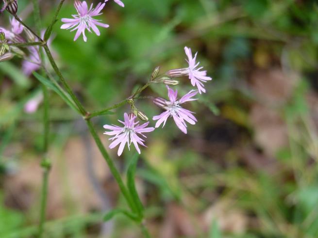 lychnis fleur de coucou