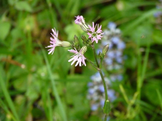 lychnis fleur de coucou