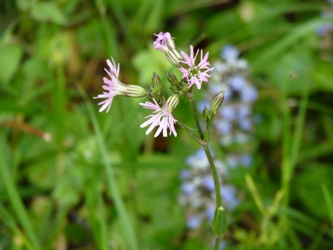 lychnis fleur de coucou