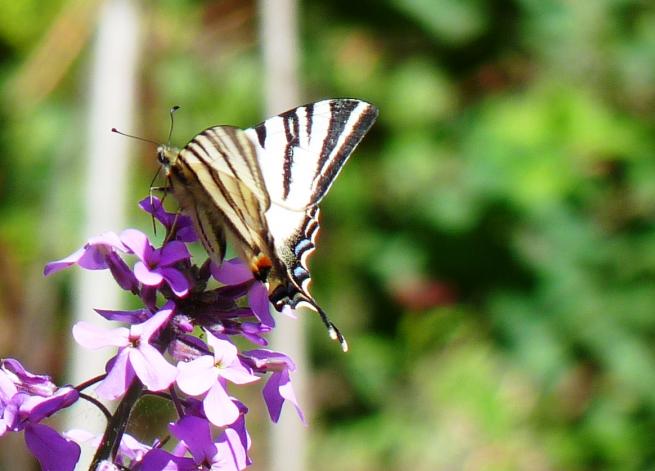 papillon Flambé sur julienne des dames