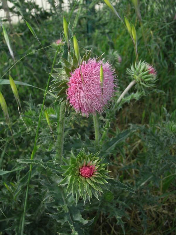 CHARDONS ROSES