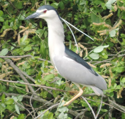 hobereau heron bihoreau gris