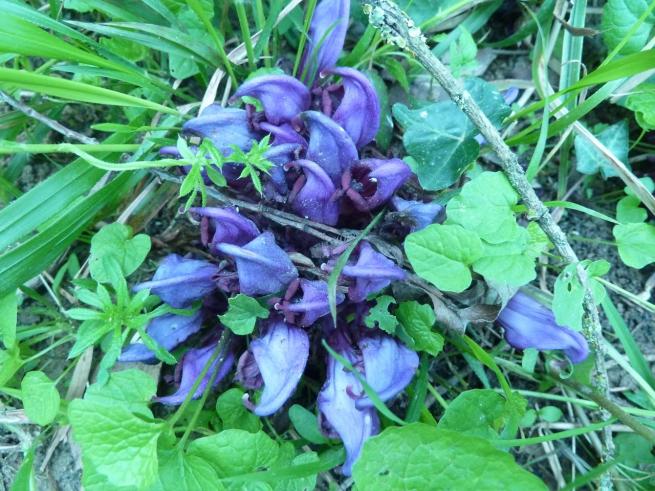 Lathraea clandestina Lathraea clandestina