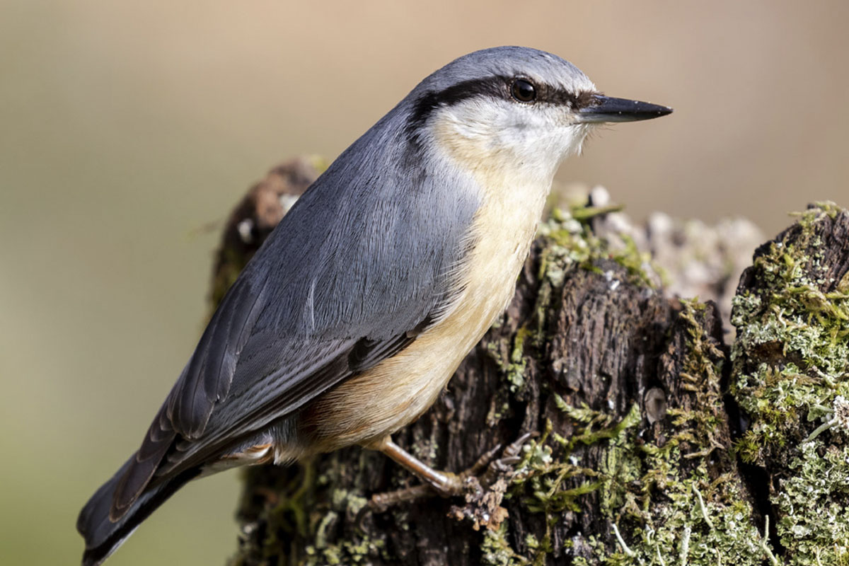 Oiseaux Oiseaux