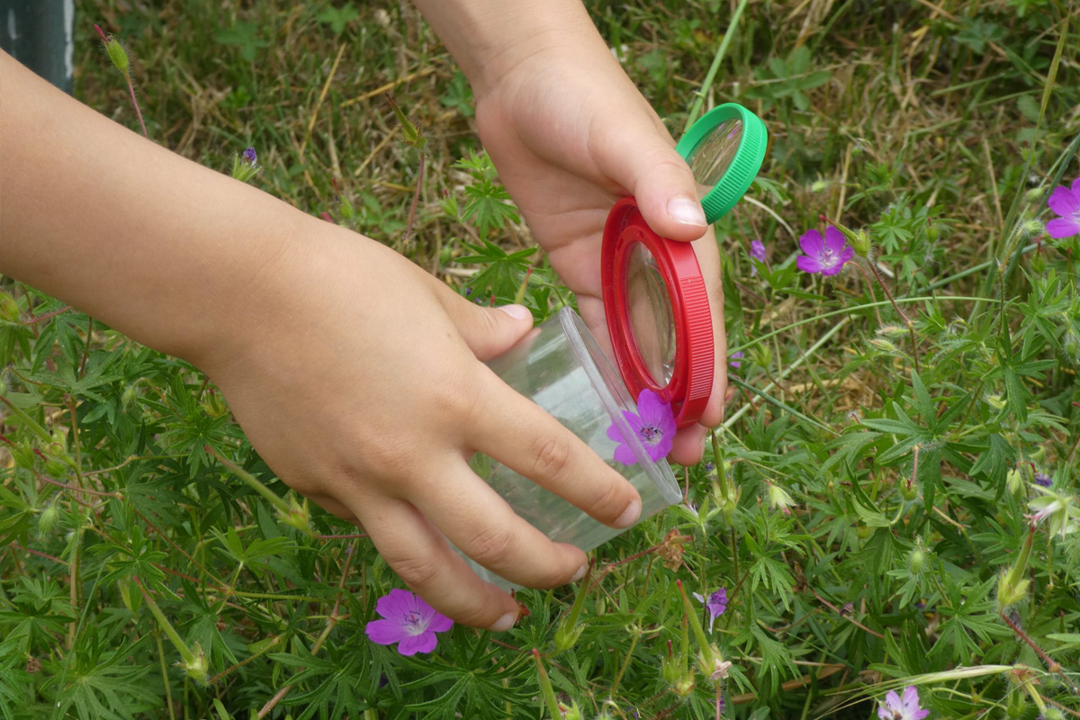 Cueillette insectes