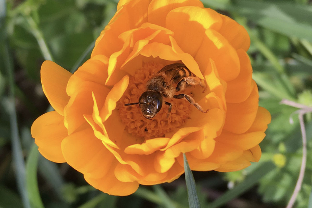 Abeille