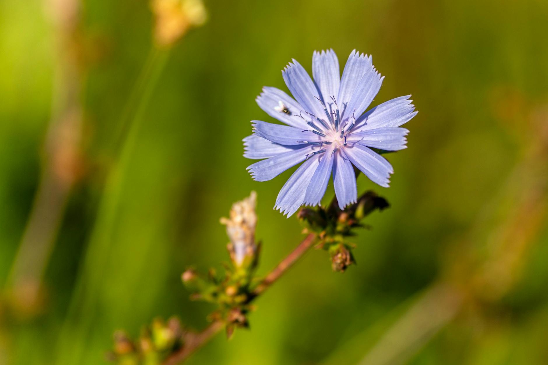 Atelier fleurs Fleur bleu