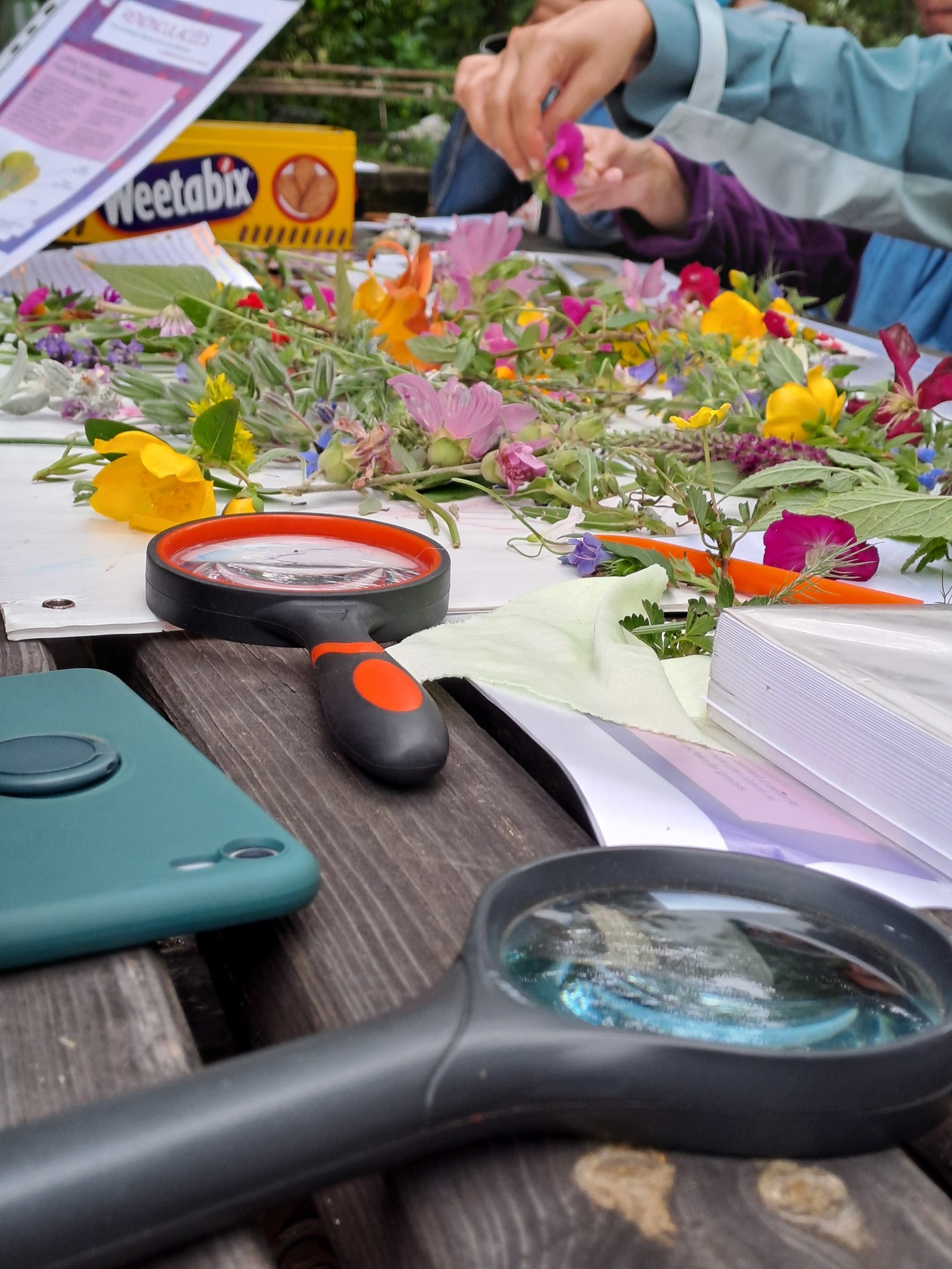 Atelier : Cours de botanique N°1/5
