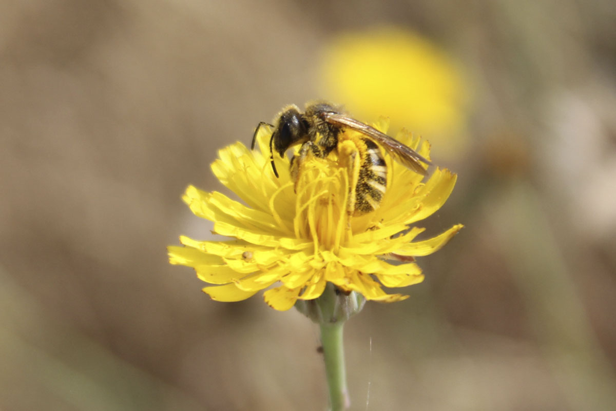 Balade : À la découverte des différents pollinisateurs