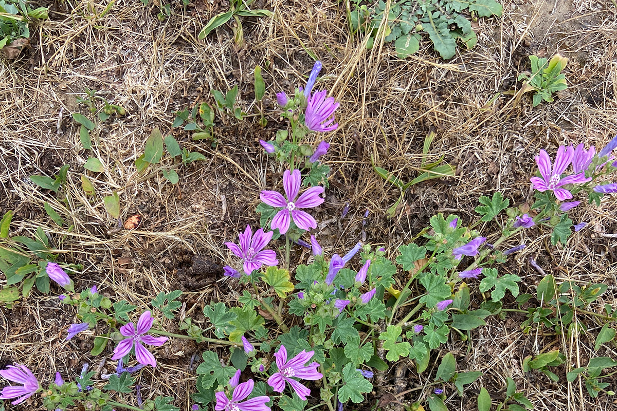 Balade botanique : À la découverte des plantes sauvages