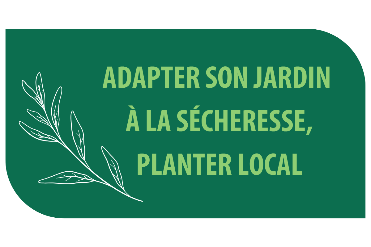 Atelier : Adapter son jardin à la sécheresse, planter local