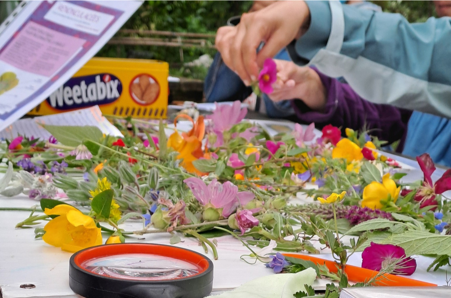 Cycle : Cours de botanique