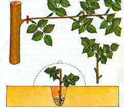 Dessin bouturage