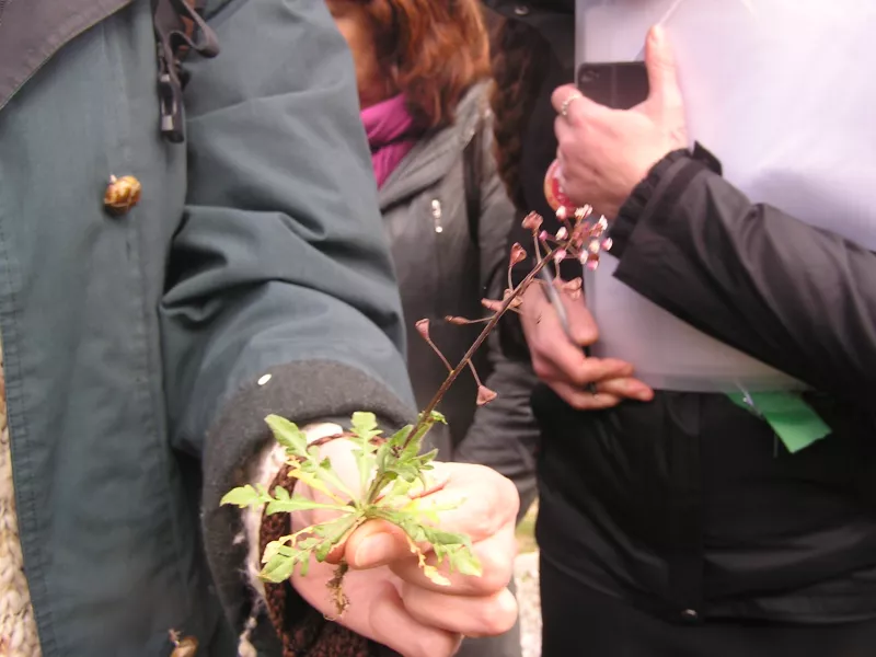 Présentation d'une tige avec quelques boutons et feuilles