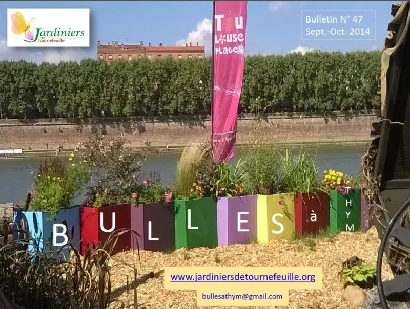 Bulles à thym