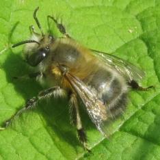 Une des 100 espèces d'abeille solitaire