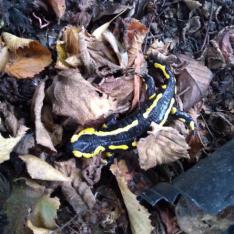 salamandre cherchant à hiverner